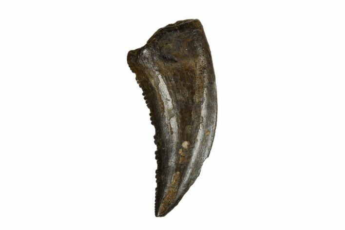 Theropod (Raptor) Tooth - Judith River Formation #185210